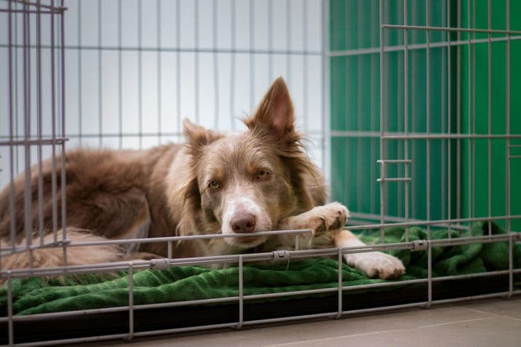 Moving Your Pets to France: A Complete Post-Brexit Guide